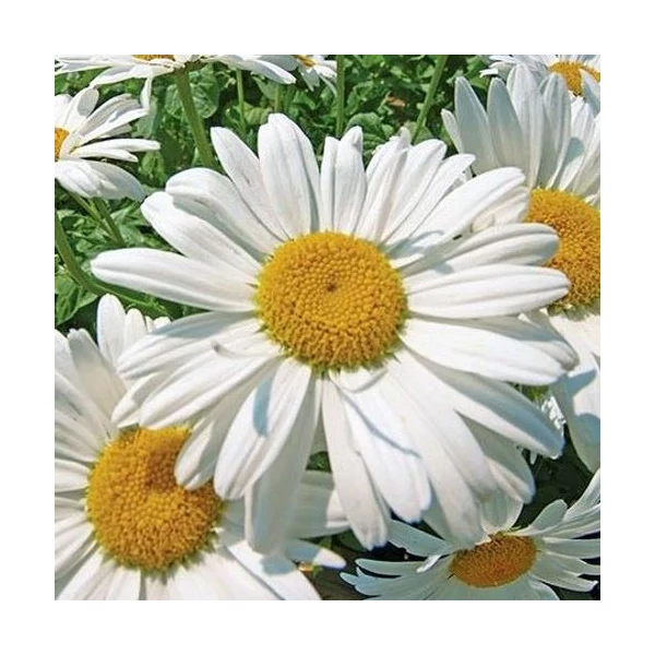 Leucanthemum superbum 'Becky' (Chrys. max.) - Óriás margaréta