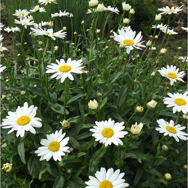 Leucanthemum superbum 'Becky' (Chrys. max.) - Óriás margaréta