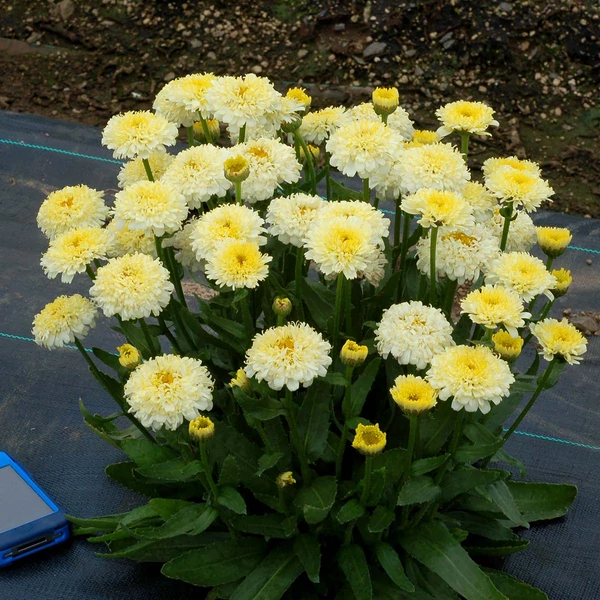 Leucanthemum 'Luna' – Margaréta