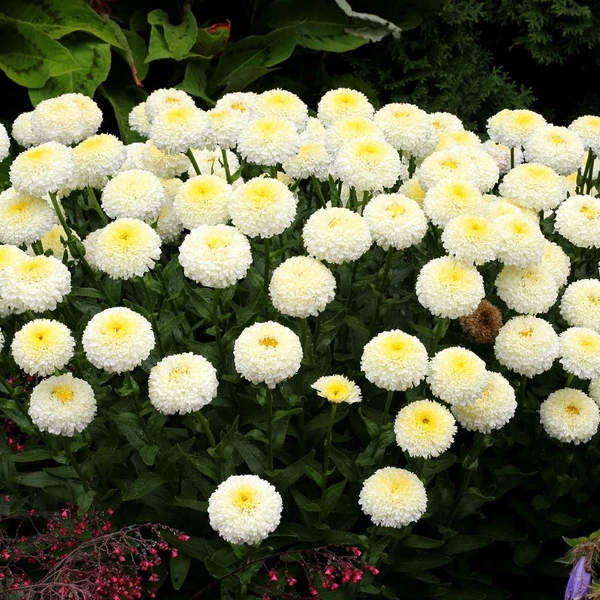Leucanthemum 'Luna' – Margaréta