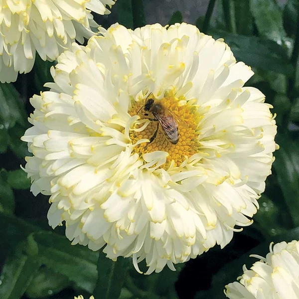 Leucanthemum 'Luna' – Margaréta