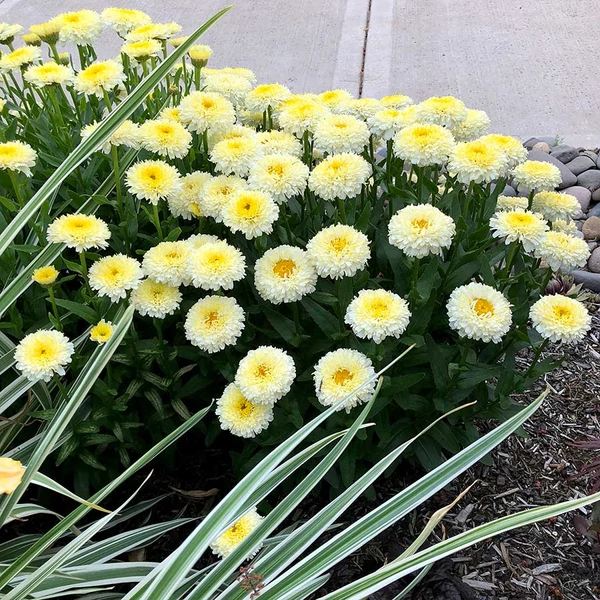Leucanthemum 'Luna' – Margaréta