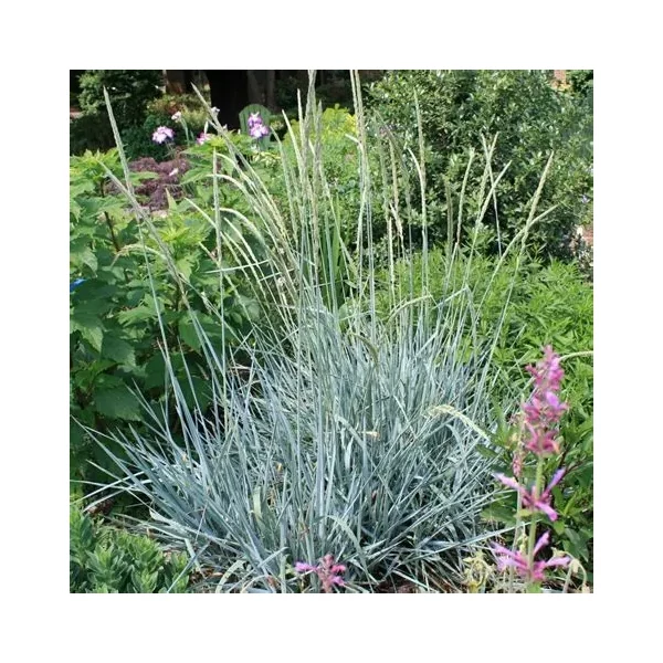 Leymus arenarius 'Blue Dune' – Homoki hajperje