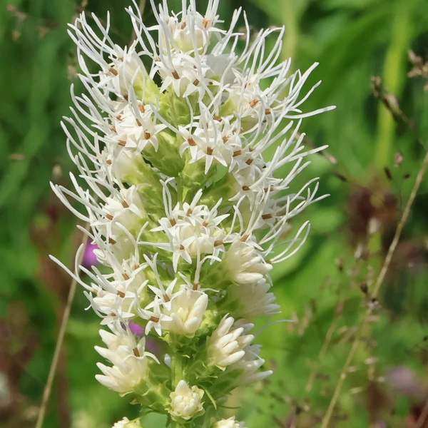 Liatris spicata 'Floristan Weiss' – Füzéres díszcsorba
