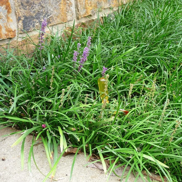 Liriope graminifolia – Fűlevelű gyepliliom