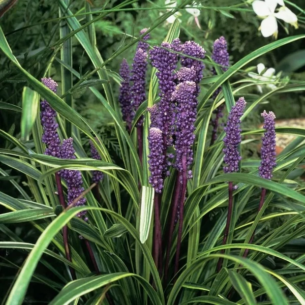 Liriope graminifolia – Fűlevelű gyepliliom