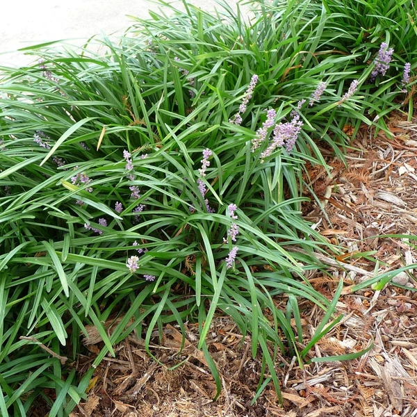 Liriope graminifolia – Fűlevelű gyepliliom