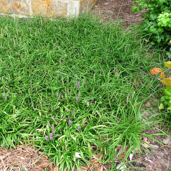 Liriope graminifolia – Fűlevelű gyepliliom