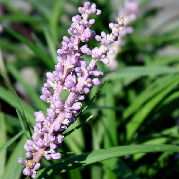 Liriope muscari 'Big Blue' – Gyöngyikés gyepliliom