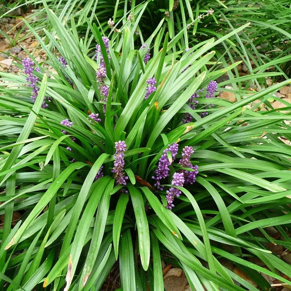 Liriope muscari – Gyöngyikés gyepliliom