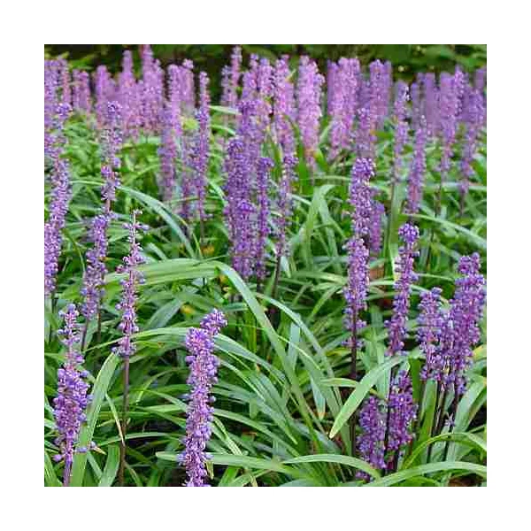 Liriope muscari 'Money Maker' – Gyöngyikés gyepliliom