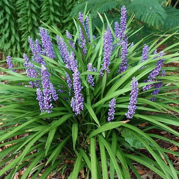 Liriope muscari 'Money Maker' – Gyöngyikés gyepliliom