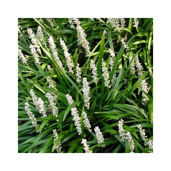 Liriope muscari 'Monroe White' – Gyöngyikés gyepliliom