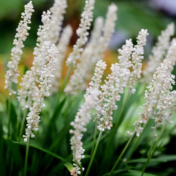 Liriope muscari 'Monroe White' – Gyöngyikés gyepliliom