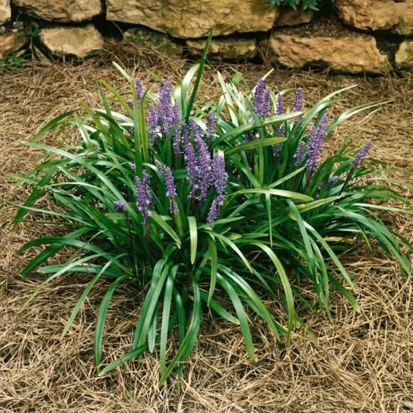 Liriope muscari 'Royal Purple' – Gyöngyikés gyepliliom
