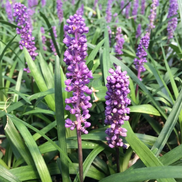 Liriope muscari 'Royal Purple' – Gyöngyikés gyepliliom