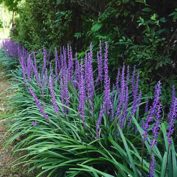 Liriope muscari 'Royal Purple' – Gyöngyikés gyepliliom