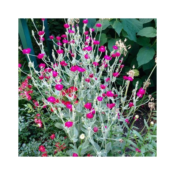 Lychnis coronaria – Bársonyos kakukkszegfű
