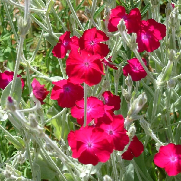 Lychnis coronaria – Bársonyos kakukkszegfű