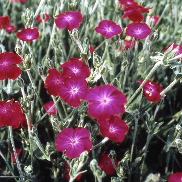Lychnis coronaria – Bársonyos kakukkszegfű