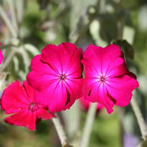 Lychnis coronaria – Bársonyos kakukkszegfű