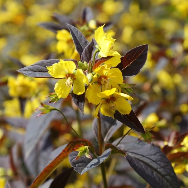 Lysimachia ciliata 'Firecracker' - Lizinka