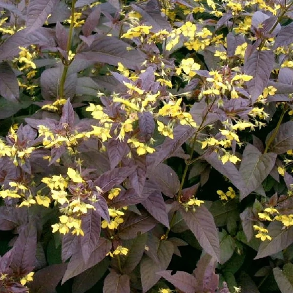 Lysimachia ciliata 'Firecracker' - Lizinka