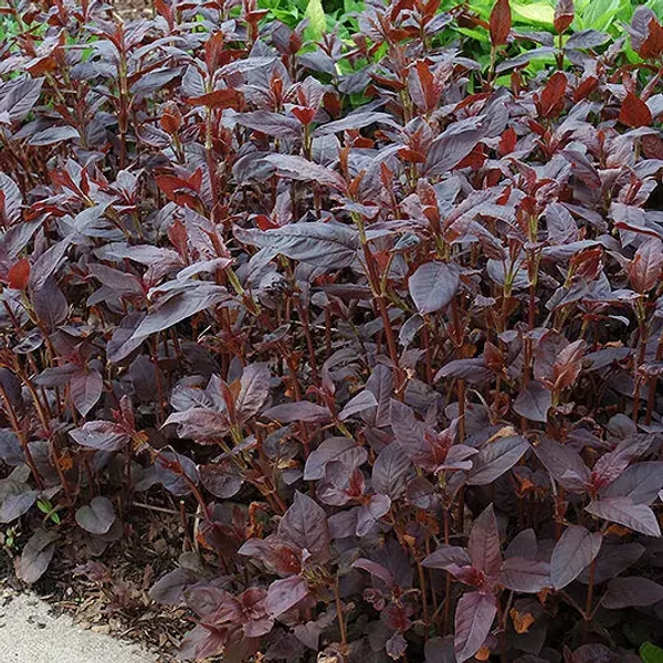Lysimachia ciliata 'Firecracker' - Lizinka