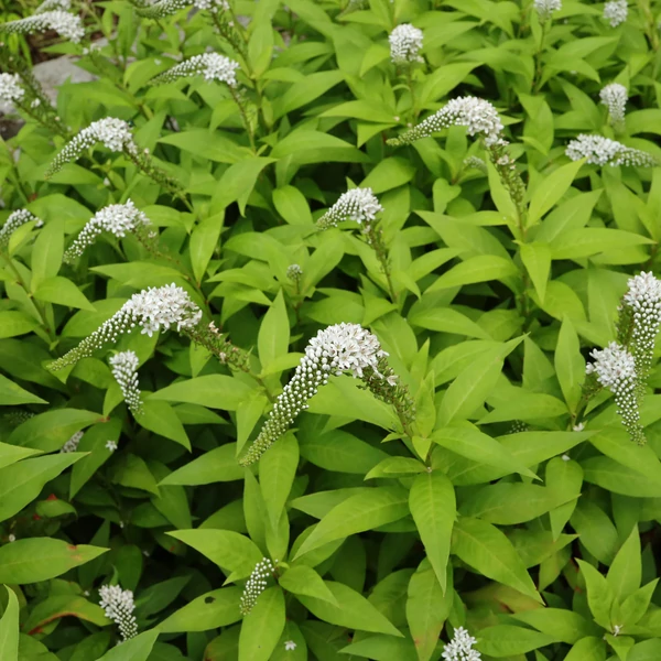 Lysimachia clethroides – Kelet-ázsiai lizinka