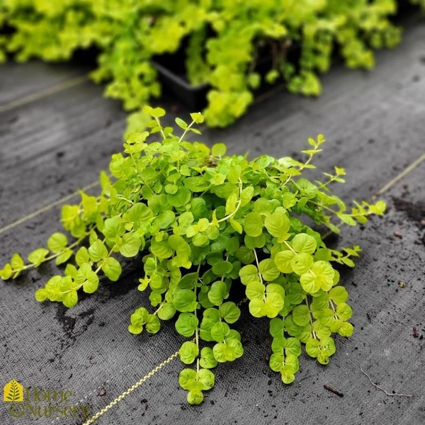 Lysimachia nummularia 'Aurea' - Pénzlevelű lizinka