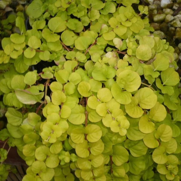 Lysimachia nummularia 'Aurea' - Pénzlevelű lizinka