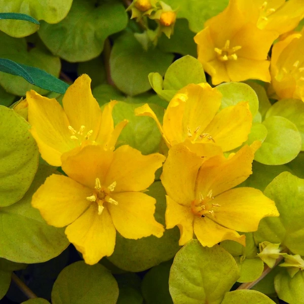Lysimachia nummularia 'Aurea' - Pénzlevelű lizinka