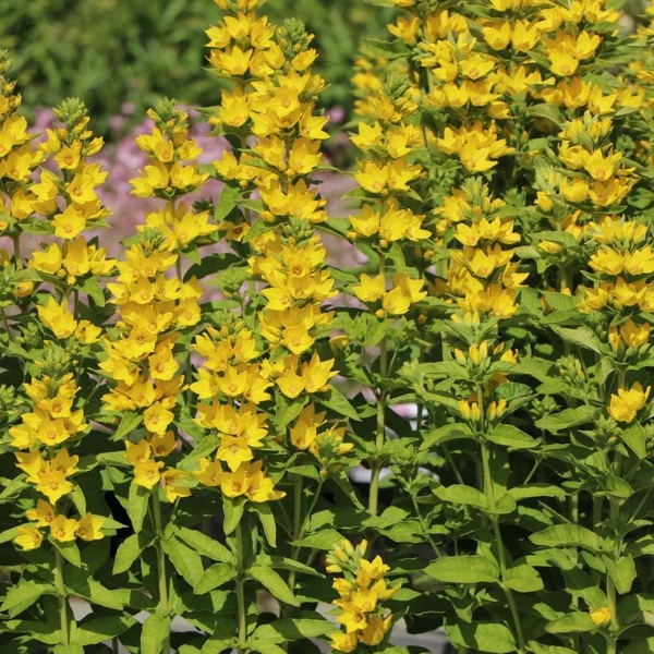 Lysimachia punctata 'Hometown Hero' - Pettyegetett lizinka
