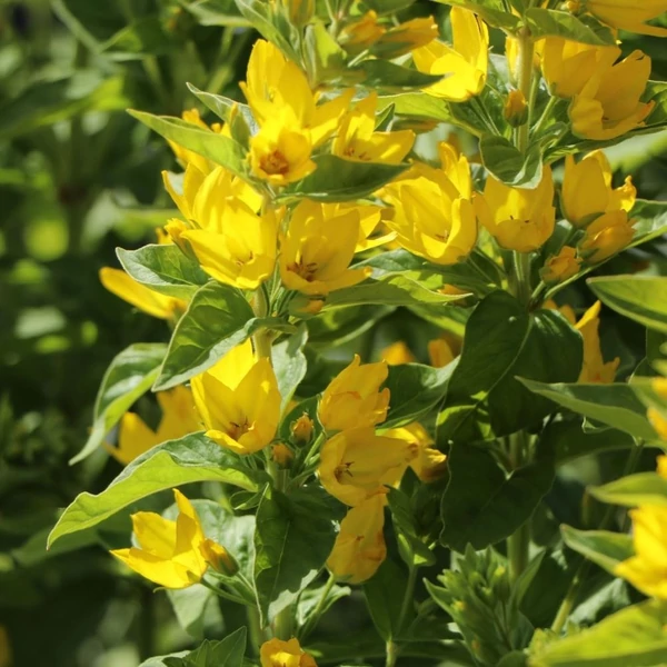 Lysimachia punctata 'Hometown Hero' - Pettyegetett lizinka