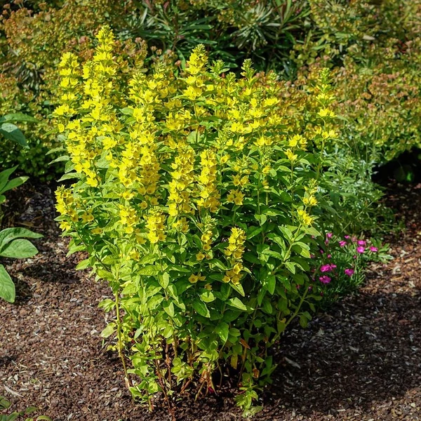 Lysimachia punctata 'Hometown Hero' - Pettyegetett lizinka