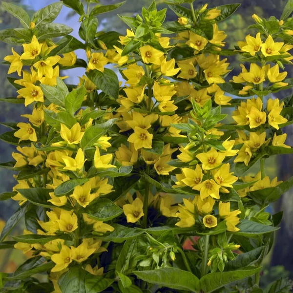 Lysimachia punctata 'Hometown Hero' - Pettyegetett lizinka