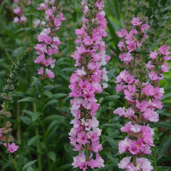 Lythrum salicaria 'Blush' – Réti füzény