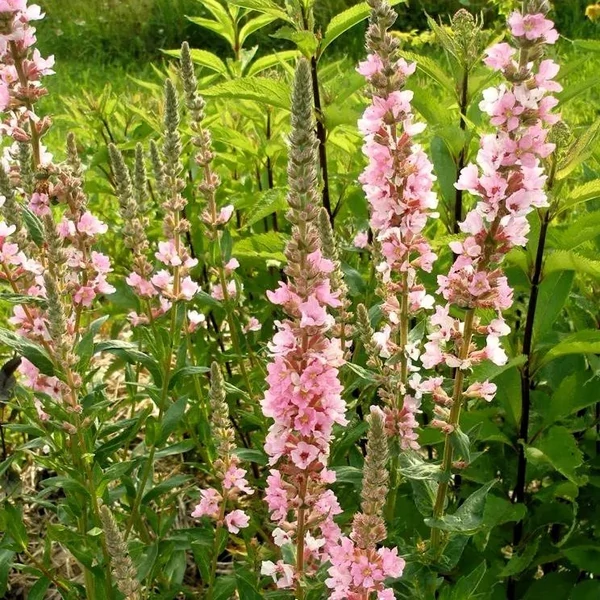 Lythrum salicaria 'Pink Blush' – Réti füzény