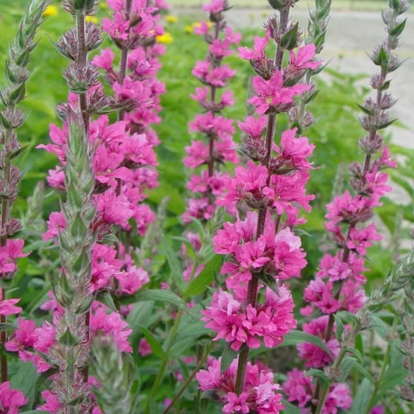 Lythrum salicaria 'Pink Blush' – Réti füzény