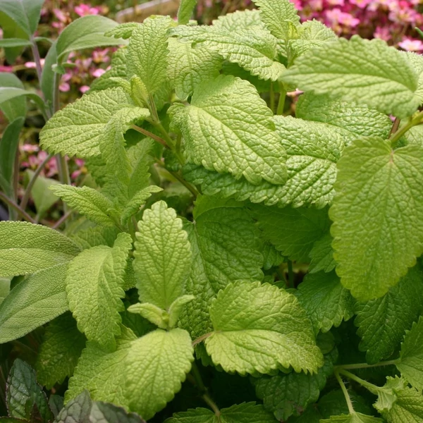 Melissa officinalis – Citromfű