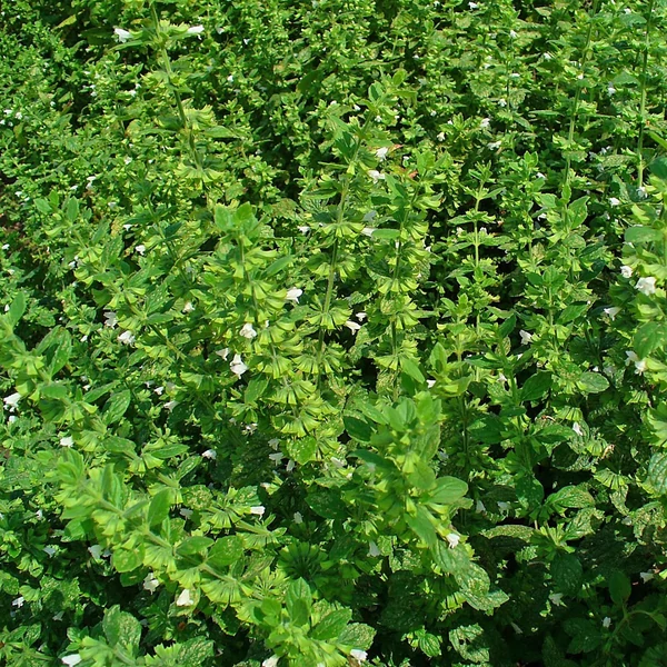 Melissa officinalis – Citromfű