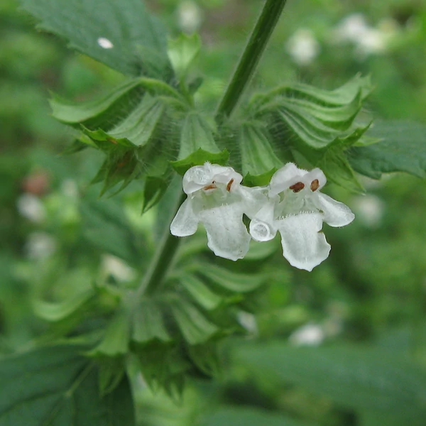 Melissa officinalis – Citromfű