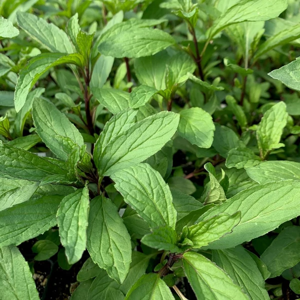 Mentha arvensis 'Thai' – Mezei menta