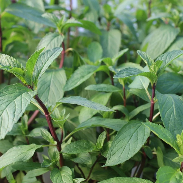 Mentha arvensis 'Thai' – Mezei menta