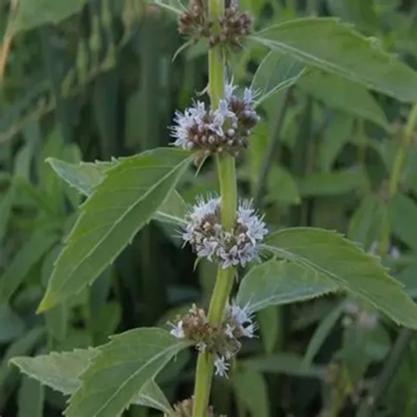 Mentha arvensis 'Thai' – Mezei menta