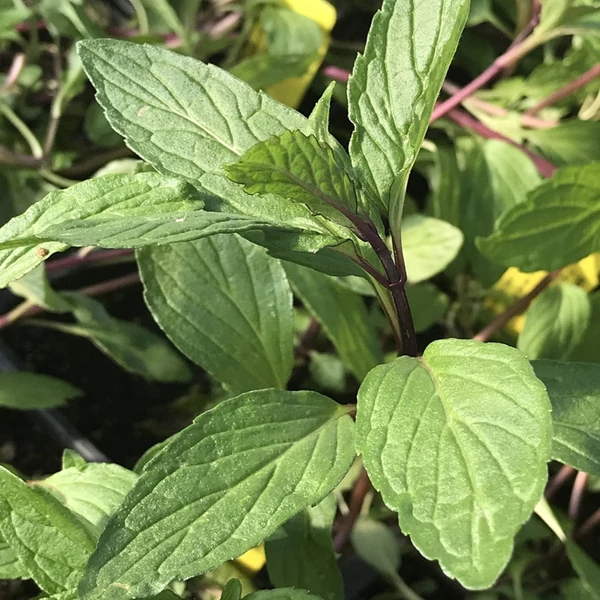 Mentha arvensis 'Thai' – Mezei menta
