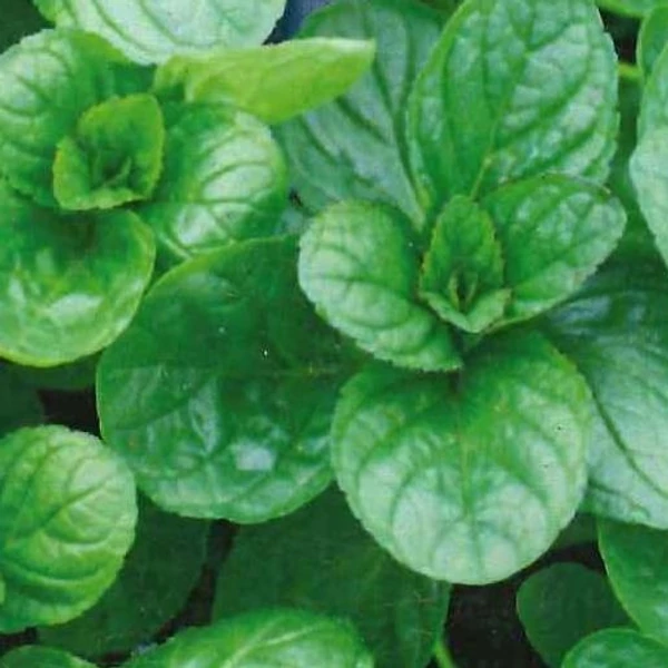 Mentha piperita 'Bergamot' – Borsmenta