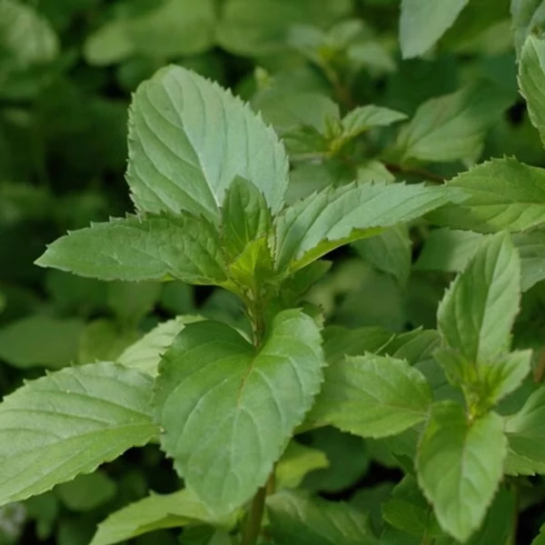 Mentha piperita 'Bergamot' – Borsmenta