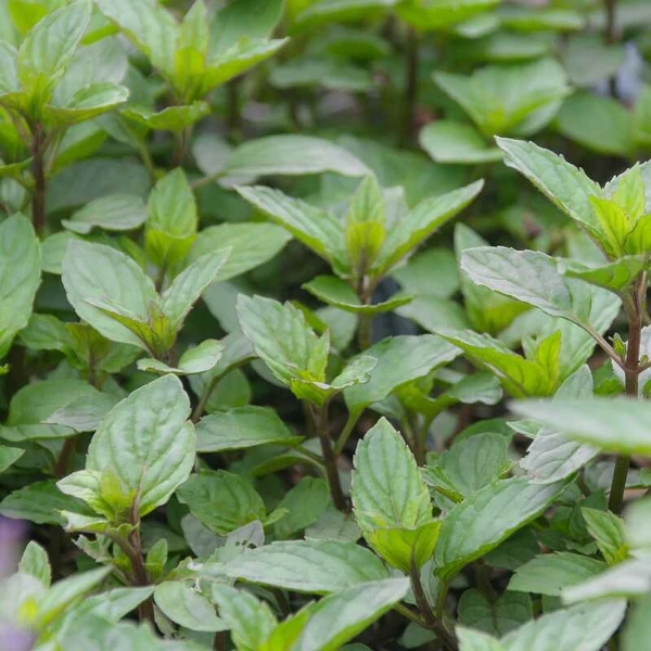 Mentha spicata 'Black Spearmint' – Menta