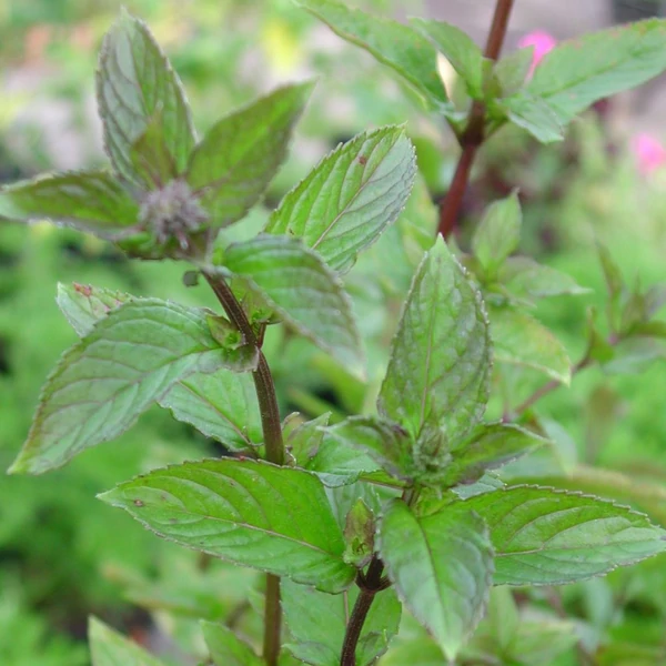 Mentha spicata 'Black Spearmint' – Menta